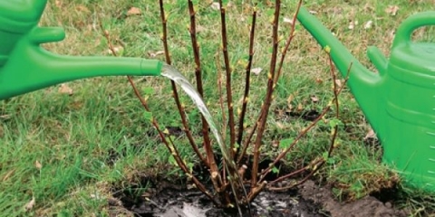 Kako posaditi ribizle u jesen?